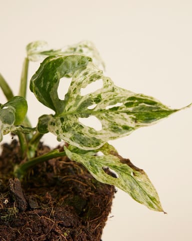 Monstera Fensterblatt Monstera Frozen Freckles