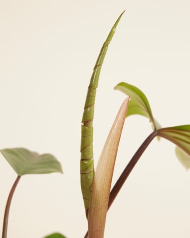 Philodendron Baumfreund Mayoi