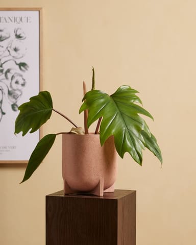 Philodendron Baumfreund Mayoi