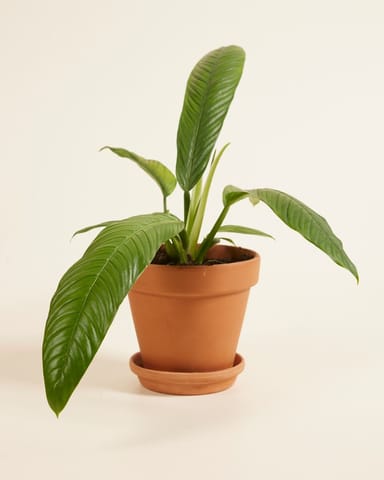 Philodendron Baumfreund Campii
