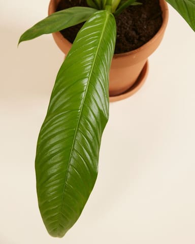 Philodendron Baumfreund Campii