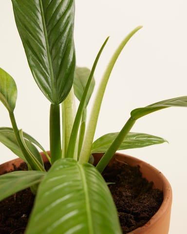 Philodendron Baumfreund Campii
