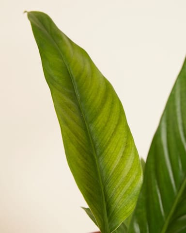 Philodendron Baumfreund Campii