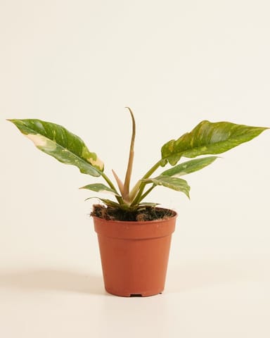 Philodendron Baumfreund Ring of Fire