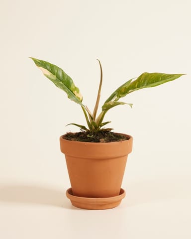 Philodendron Baumfreund Ring of Fire