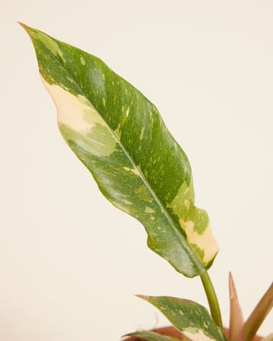 Philodendron Baumfreund Ring of Fire