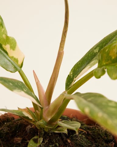 Philodendron Baumfreund Ring of Fire