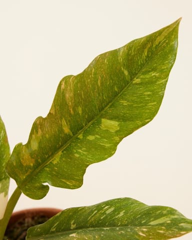 Philodendron Baumfreund Ring of Fire