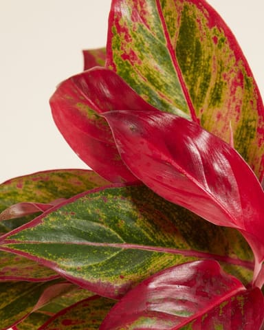 Aglaonema Kolbenfaden Crete Flame