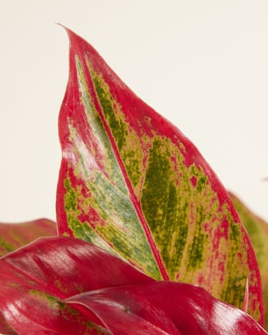 Aglaonema Kolbenfaden Crete Flame