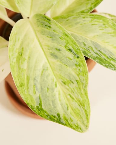 Aglaonema Kolbenfaden Arctic Lime 