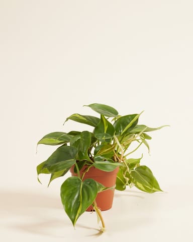 Philodendron Baumfreund Brasil