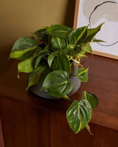 Philodendron Baumfreund Brasil