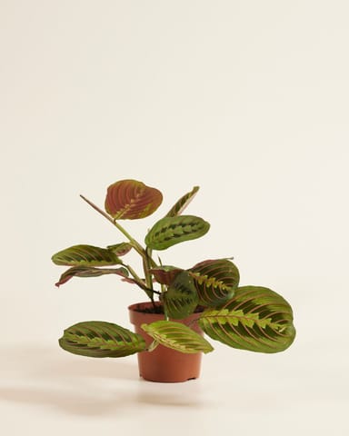 Maranta Gebetspflanze Leuconeura Fascinator
