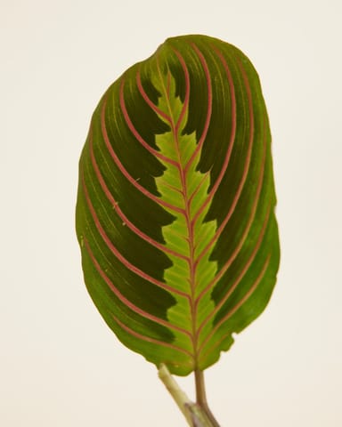 Maranta Gebetspflanze Leuconeura Fascinator