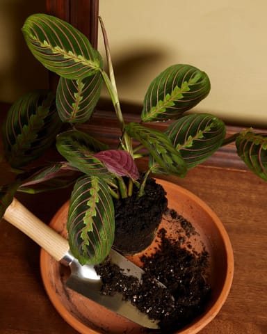 Maranta Gebetspflanze Leuconeura Fascinator