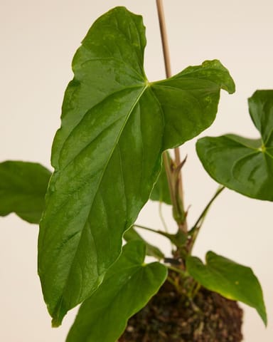 Anthurium Flamingoblumen Balaoanum