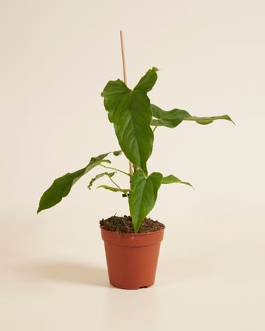 Anthurium Flamingoblumen Balaoanum