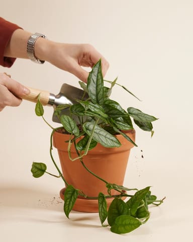 Monstera Siltepecana 