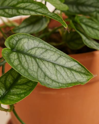 Monstera Siltepecana 