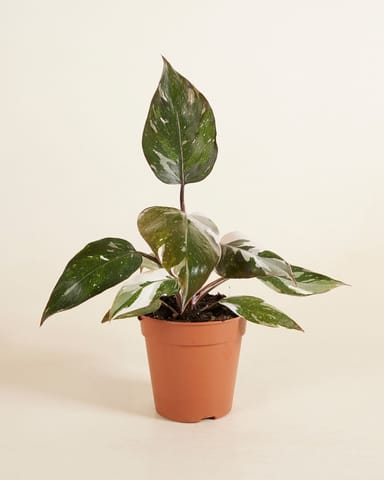 Philodendron Baumfreund Red Anderson