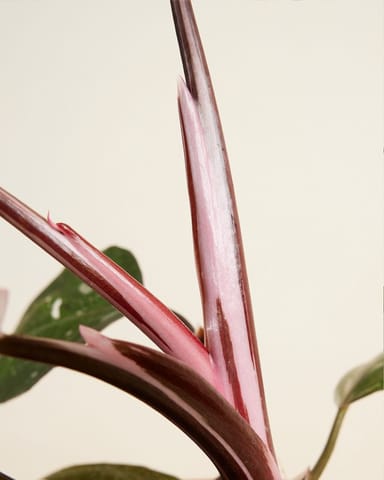 Philodendron Baumfreund Red Anderson