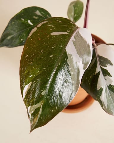 Philodendron Baumfreund Red Anderson