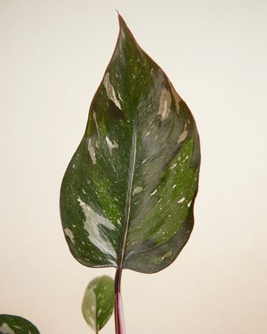 Philodendron Baumfreund Red Anderson