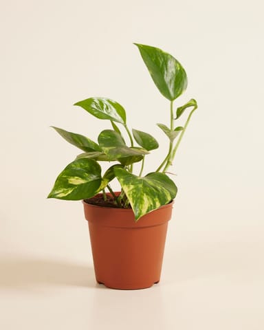 Epipremnum Epipremnum Pinnatum Aureum