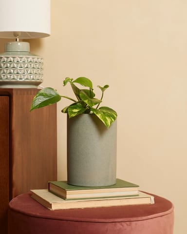 Epipremnum Epipremnum Pinnatum Aureum