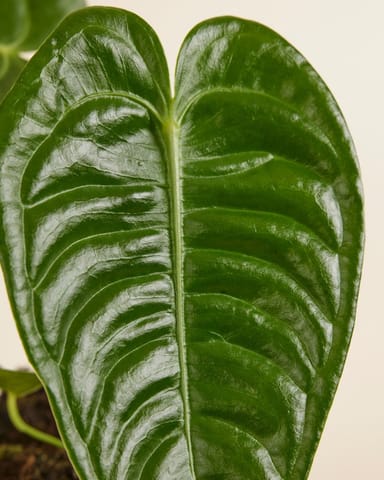 Anthurium King Anthurium Veitchii