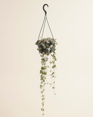 Ceropegia Buntes Leuchterblume Woodii Variegata