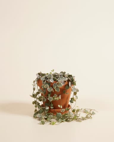 Ceropegia Buntes Leuchterblume Woodii Variegata