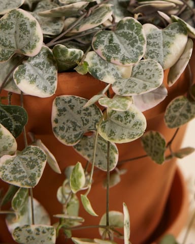 Ceropegia Buntes Leuchterblume Woodii Variegata