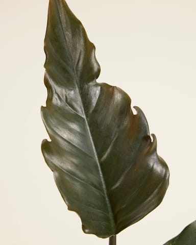 Philodendron Baumfreund Bipinnatifidum Choco Empress