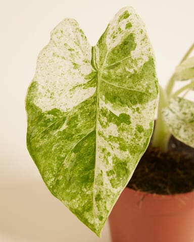 Alocasia Elefantenohr Macrorrhiza Splash