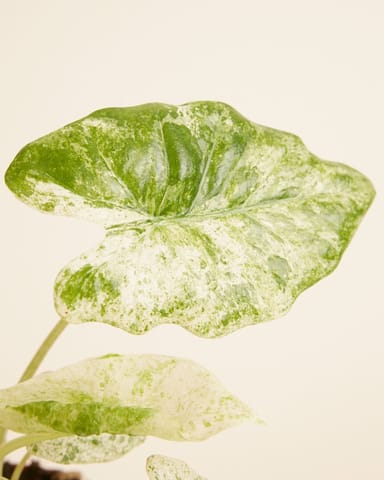 Alocasia Elefantenohr Macrorrhiza Splash