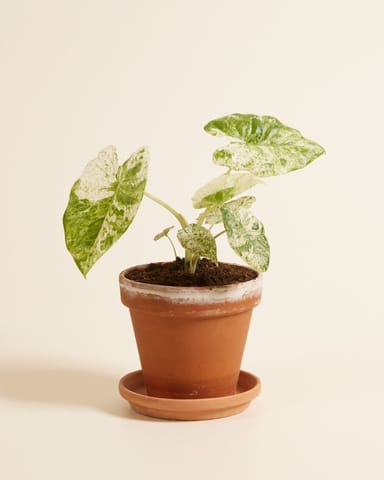 Alocasia Elefantenohr Macrorrhiza Splash