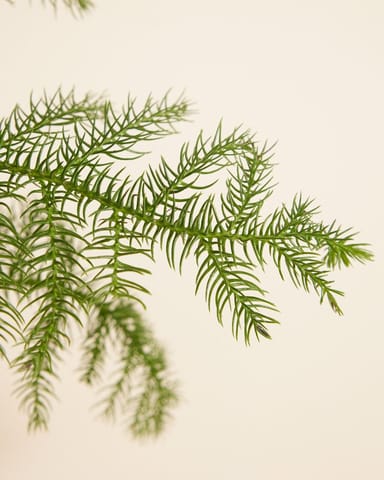 Araucaria Norfolk Island Pine Heterophylla 