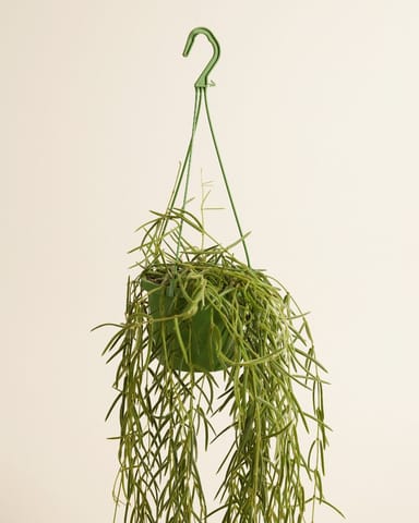 Hoya Wachsblume Linearis