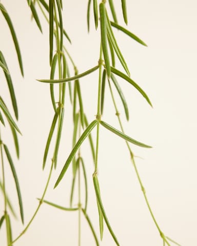 Hoya Wachsblume Linearis
