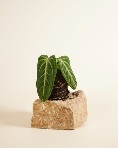 Anthurium Flamingoblumen Villenaorum 