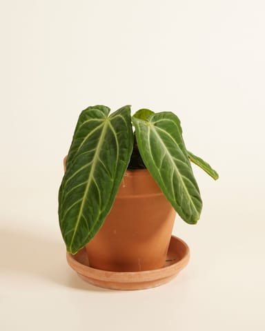 Anthurium Flamingoblumen Villenaorum 