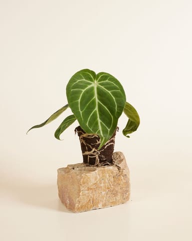 Anthurium Flamingoblumen Magnificum