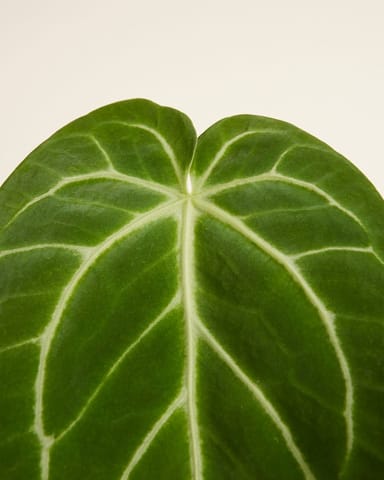 Anthurium Flamingoblumen Magnificum