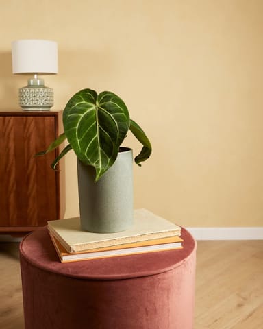 Anthurium Flamingoblumen Magnificum