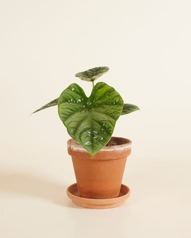 Alocasia Elefantenohr Lukiwan 