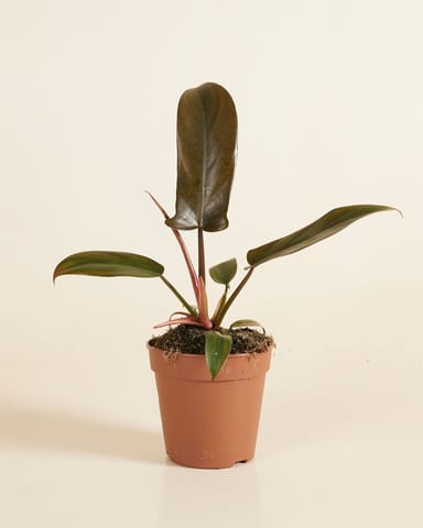 Philodendron Baumfreund Florida Bronze