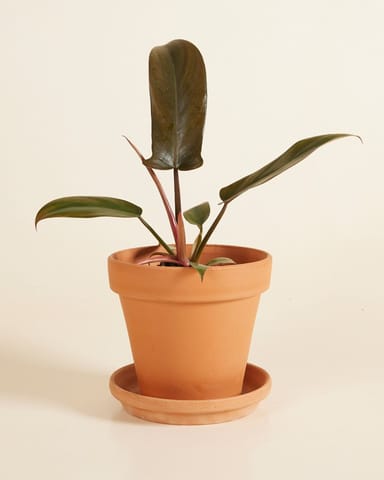 Philodendron Baumfreund Florida Bronze