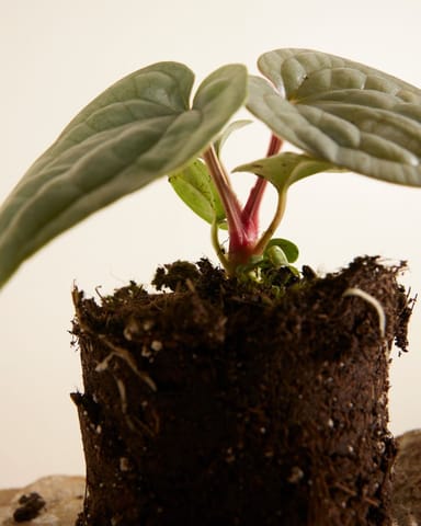 Anthurium Luxurians 